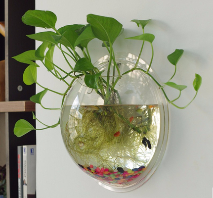 Hiển thị cửa hàng Acrylic hiện đại Customized Wall Mounted Rõ ràng Vòng Acrylic Fish Tank